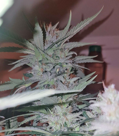 Peyote Cookies fem (Barney's Farm) семена конопли