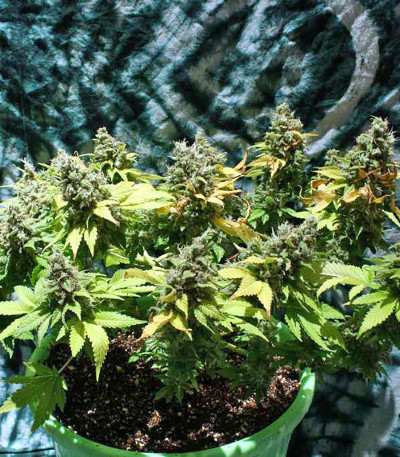 Point of No Return reg семена конопли