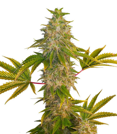 Satori fem (Mandala Seeds) семена конопли