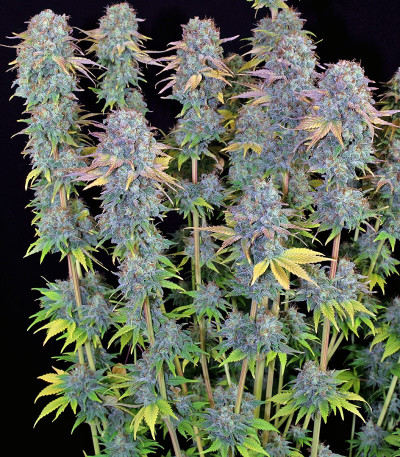 Serious Happiness fem (Serious Seeds) семена конопли