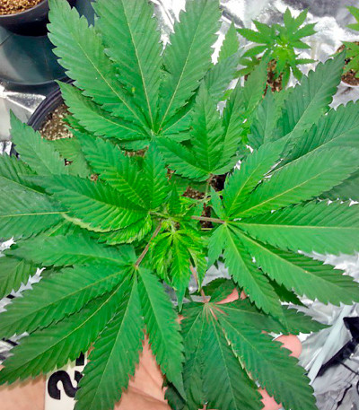 Venus Flytrap fem семена конопли