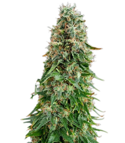 White Siberian fem (Dinafem Seeds) семена конопли
