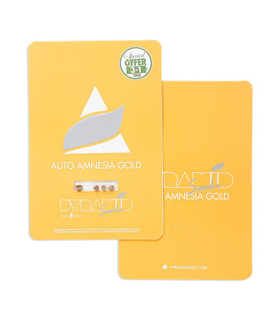 Auto Amnesia Gold fem (Pyramid Seeds) семена конопли