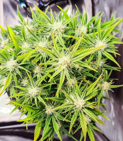 Auto Do-Si-Dos Cookies fem (00 Seeds) семена конопли