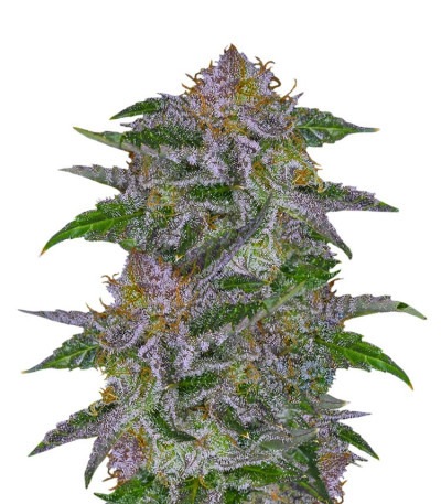 Семена Olympia fem шишки