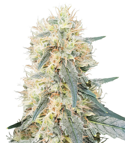 Stromboli Auto fem (Paradise Seeds) семена конопли