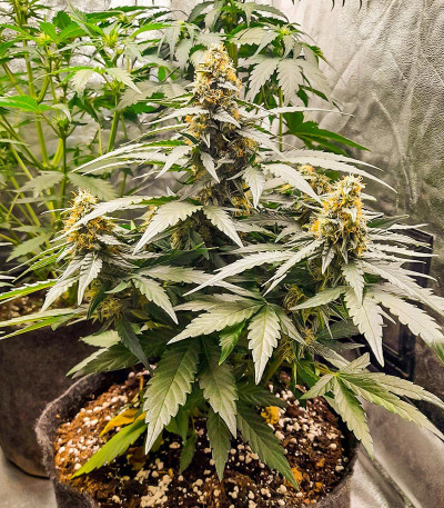 Семена конопли сорта Titan F1 Auto fem