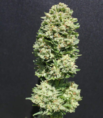 AK-49 Auto Fem (Vision Seeds) семена конопли