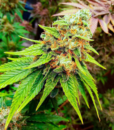 Семена сорта конопли Amnesia Haze