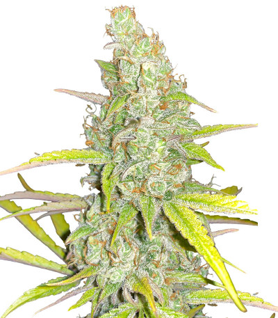 Auto Gelato #33 fem (Advanced Seeds) семена конопли