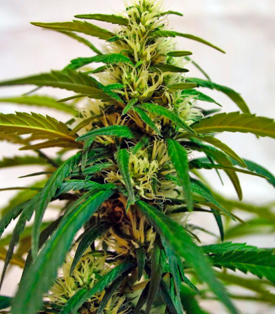 Bad Azz Kush fem семена конопли