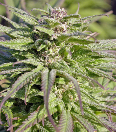 Biddy Early reg (Serious Seeds) семена конопли