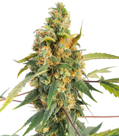 Blue Acid Auto fem (Kalashnikov Seeds) семена конопли
