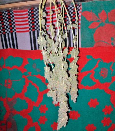 Bubble Gum reg (Serious Seeds) семена конопли