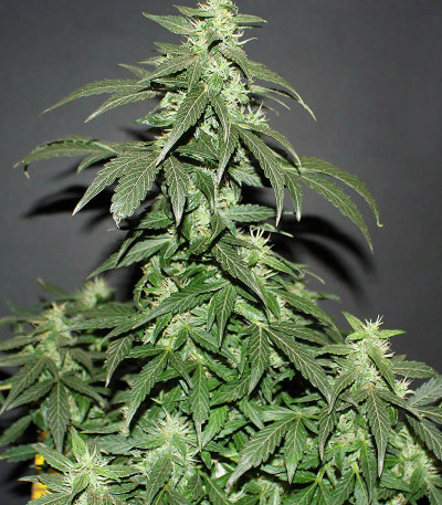 CBD Auto 20:1 fem (FastBuds) семена конопли