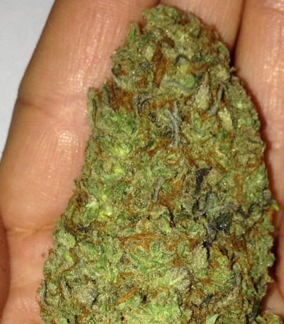 Cali Gangsta Kush fem (Sumo Seeds) семена конопли