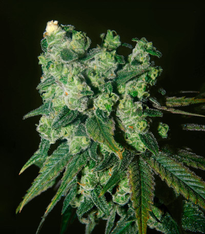 Canadian Kush 2.0 fem семена конопли