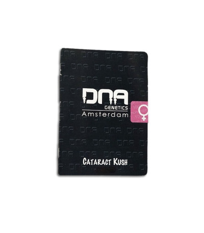 Cataract Kush fem семена конопли