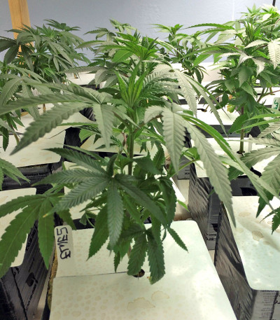 Ewe-2 fem семена конопли