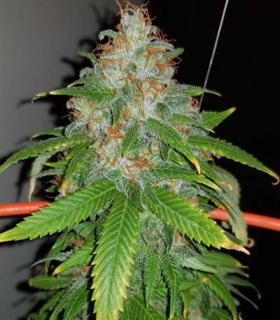 Lemon Tree от Barney's Farm семена конопли