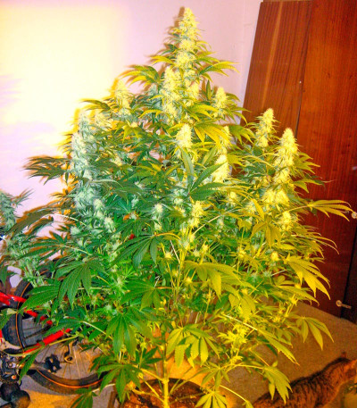 Lost Coast Hash Plant fem семена конопли