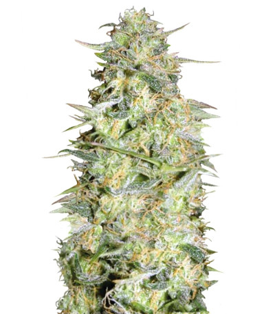 Auto Loveryder fem семена конопли