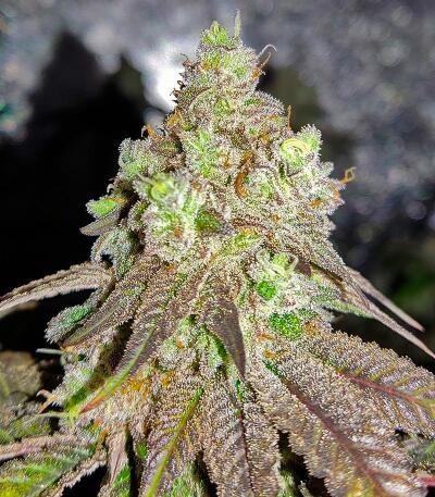 Mac n’ Jack R1 fem (Ethos Genetics) семена конопли