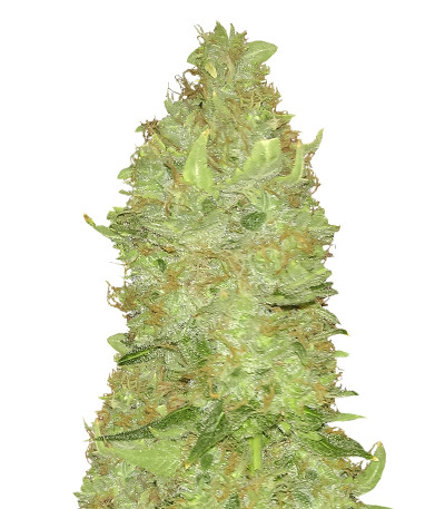Misty Kush reg семена конопли