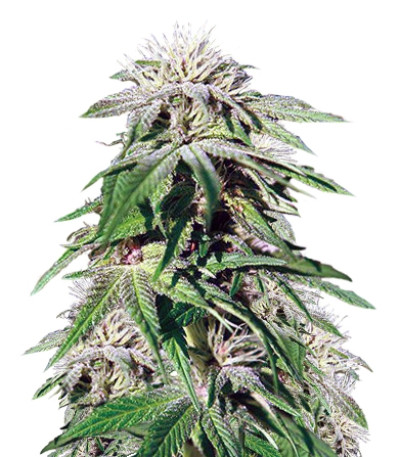 Night Shade fem семена конопли