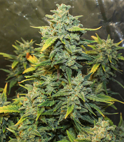 Original Auto Chemdawg fem (FastBuds) семена конопли