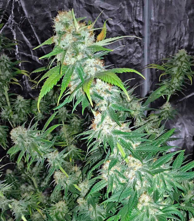 Original Amnesia fem (Dinafem Seeds) семена конопли