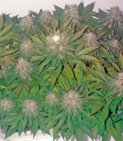 Pato #1 fem семена конопли