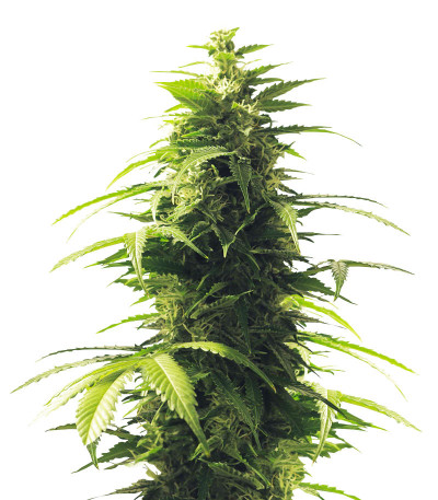 Indica Mix fem (Herbies Seeds) микс семян конопли
