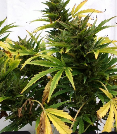 Royal AK fem (Royal Queen Seeds) семена конопли