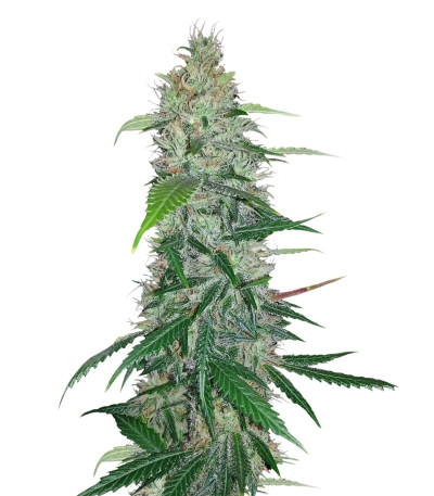 Shiva Skunk reg (Sensi Seeds) семена конопли