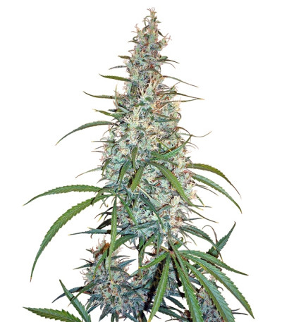 Silver Haze reg (Sensi Seeds) семена конопли