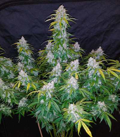 Six Shooter Auto fem (FastBuds) семена конопли