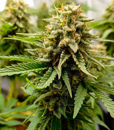 Satori x Mountain Gold regular (Mandala Seeds) семена конопли