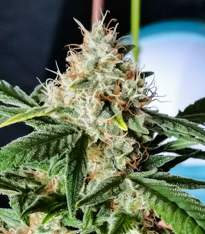 TnT Trichome fem (Dutch Passion) семена конопли