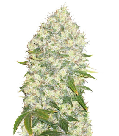 White Widow fem (Bulk Seed Bank) семена конопли