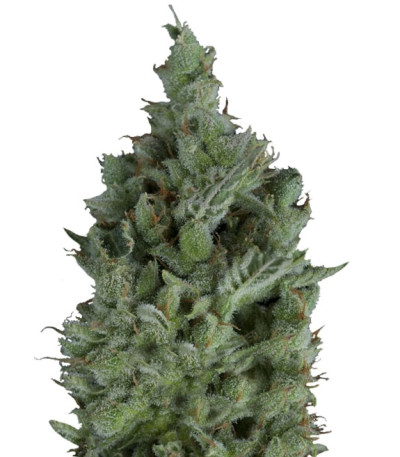 Wendy Auto fem (Trikoma Seeds) семена конопли