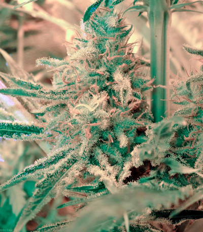 White Lemon fem (Strain Hunters) семена конопли