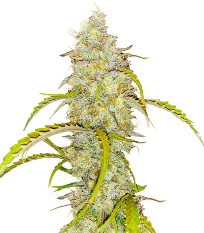 Black Herer Autoflower fem (Easy Grow Seeds) семена конопли