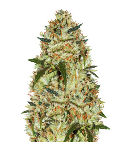 Cheese fem (Vision Seeds) семена конопли