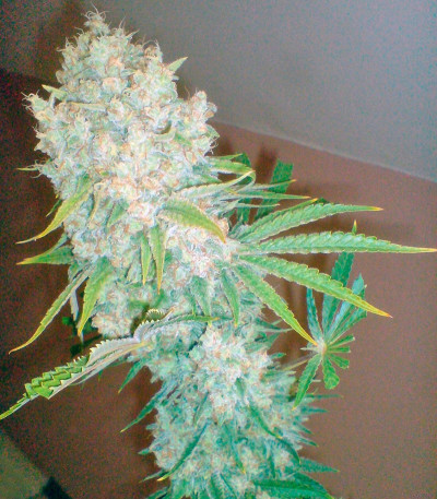 Galaxy fem (Pyramid Seeds) семена конопли