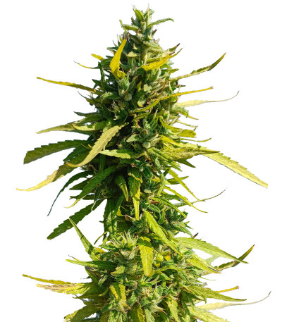 Lemon Cake Auto fem (High Speed ​​Buds) семена конопли