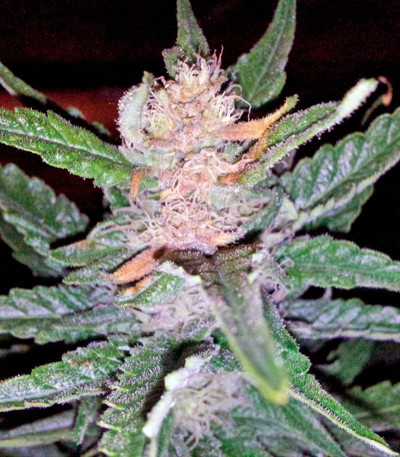 Семена каннабиса Super Bud