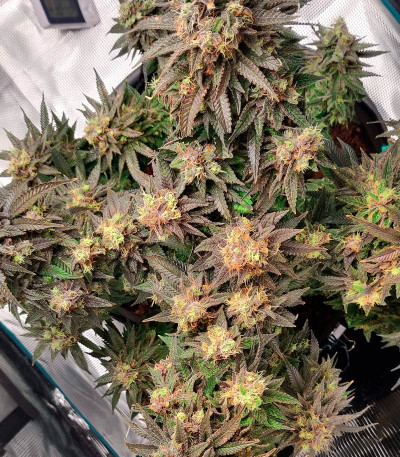 Vanilla Kush fem (Barney's Farm) семена конопли