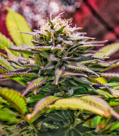 Wedding Cheesecake FF fem (FastBuds) семена конопли