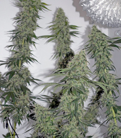 707 Headband fem (Humboldt Seeds) семена конопли